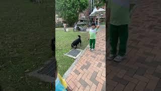 Dusty let the little girl who he met for the first time walking him on a leash