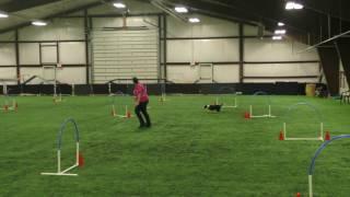 Nargles- Hoopers- Yellowstone Dog Sports Trial