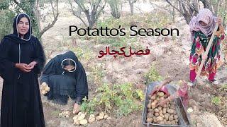 #potato tato time at #village |فصل کچالو