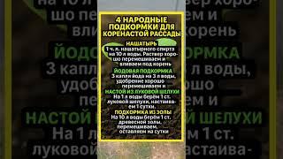 4 НАРОДНЫЕ ПОДКОРМКИ для крепкой и коренастой рассады #садоводство #удобрения #подкормка #рассада