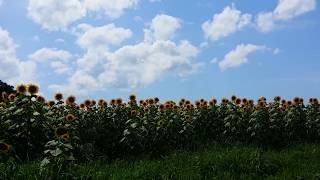 [Japan] 宮城県 大崎市 三本木ひまわりの丘 Osaki Himawari Sunflower Field In Miyagi