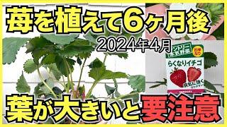 【家庭菜園のいちご2024年4月】いちごを植えて6ヶ月後の生育！温度を低くして収穫を長続きさせよう