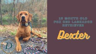 Allentown Dog Trainers ||| 10 Month Old Fox Red Lab, Dexter