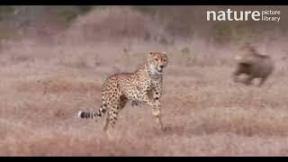 Cheetah (Acinonyx jubatus) hunting a Common warthog (Phacochoerus africanus), Kenya.