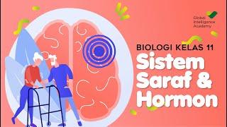 BIOLOGI Kelas 11 - Sistem Koordinasi (Saraf & Hormon) | GIA Academy