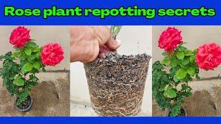 Rose Plant Repotting Secrets Revealed. repotting in cinder.