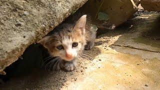 Tiny Kitten Stuck in Rocks Cries Heard For Help