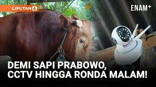 Sapi Kurban Prabowo Dijaga Ketat, CCTV Hingga Ronda Malam! | Liputan6