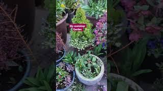 Spring flower arrangements in my pots and containers on my patio with the pond in the background