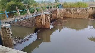 Berburu ikan air sungai di bendungan #viral#fyp#trending