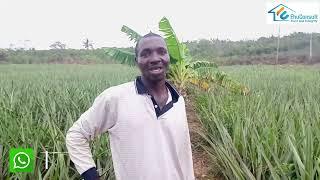 How To Make Money in Organic Pineapple Farming In Ghana