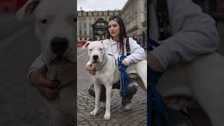 Ciro ️ #caniditorino #dogphotographer #dogoargentino