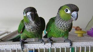 Nick and Noel -- Black Capped Conures