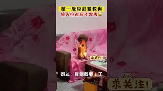 狗子全身着火仍一动不动，镜头拉近后简直笑拥了#萌宠 #funny #pets #狗狗