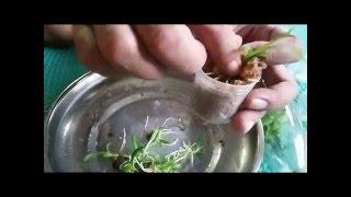 Growing Orchids from Seed Germination  (Orchids Care Tips)