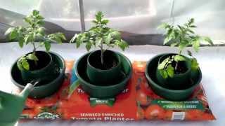 Sow Along, Planting Tomatoes in a Grow Bag - Week 9