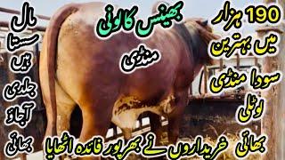 Bhains Colony Mandi Karachi Cattle Rates Update ️ || 24 may 2025 || Cow Mandi 2025 