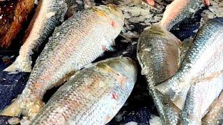 Amazing fish cutting | Elish Fish cleaning &  Cutting by Bd fishing life