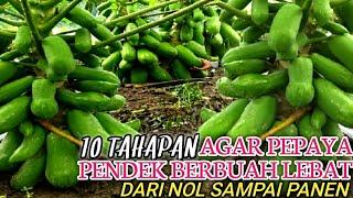 10 TAHAPAN AGAR PEPAYA PENDEK BERBUAH LEBAT || DARI AWAL SAMPAI PANEN