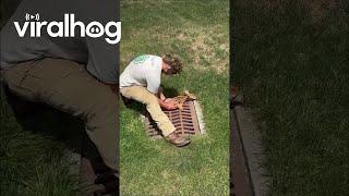 Fawn Freed From Sewer Grate || ViralHog