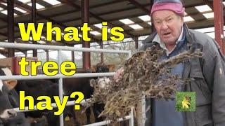 Tree hay animal fodder - silvopasture agroforestry - traditional sustainable agriculture (uk)