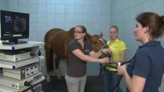 Tierklinik Gessertshausen - Bronchoskopie am Pferde