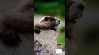 #animals #funny #squirrel #cute #duet #comedyfilms 