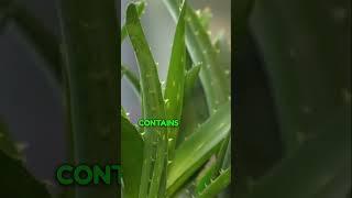 Aloe Vera Unveiled: Revealing Remarkable Facts | Nature Explorer Hub