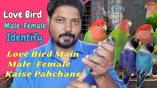 How to Identify Male and Female in Love Bird / Love Birds main male aur female ki pahchan in Hindi /