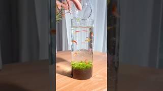 beautiful mini aquarium setup, small aquarium setup #aquarium #shortvideo #shorts