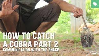 How to Catch a Cobra Part 2: Communication with the Snake