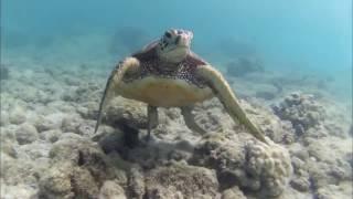 Underwater Photography