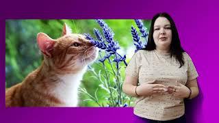 А знаете ли вы? | 2 выпуск