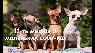 #маленькиесобачки #собаки 11-ТЬ МИФОВ О МАЛЕНЬКИХ СОБАКАХ
