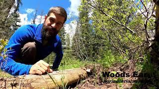 Edible Trail Side Plants every Rocky Mountain Hiker should know (early summer, late spring)