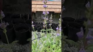 Sage in bloom | #shorts #short #garden #sage #plants