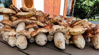 A nice harvest of porcini mushrooms in the company of the wind - October 2023