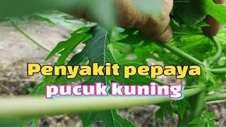 Penyakit pepaya pucuk kuning penyakit pepaya yang mematikan