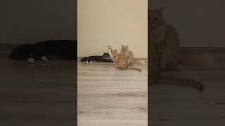 Три кота, три хвоста  #cat #catshorts #shorts