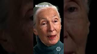 Ticket registration opens Thursday for Jane Goodall talk at RBG #shorts