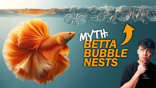 10 Betta Fish MYTHS You SHOULD Know!