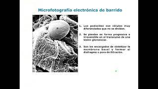 R  Seminario 1  Parte 1  Filtracion Estructura y regulacion UA2  FMED  UBA