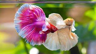 10 types of cheap freshwater ornamental fish