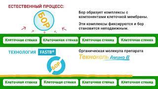 Новый взгляд на применение БОРА. ТЕКНОКЕЛЬ АМИНО B (Бор) от AgriTecno.