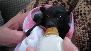 Orphaned Baby Bat Feed Time