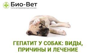 Гепатит у собак: виды, возможные причины и лечение // Ветеринарная клиника Био-Вет
