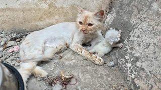 We found the abandoned white cat with homeless kittens. the mother cat needs help immediately