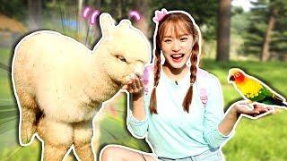 몽실몽실 알파카!! 동물 천국 알파카월드 동물친구와 놀기 ALPACA - 지니