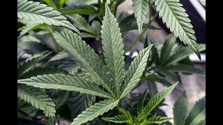 Pot Industry High on Florida’s Marijuana Legalization Referendum