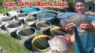 Tilapia Paano Napalaki ng halos 700gms in 4 months? Alamin